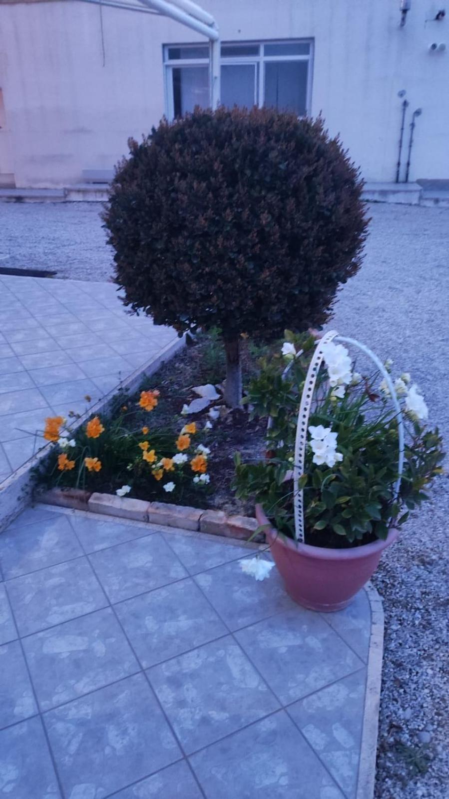 B&B I Tre Ulivi Morro dʼOro Εξωτερικό φωτογραφία